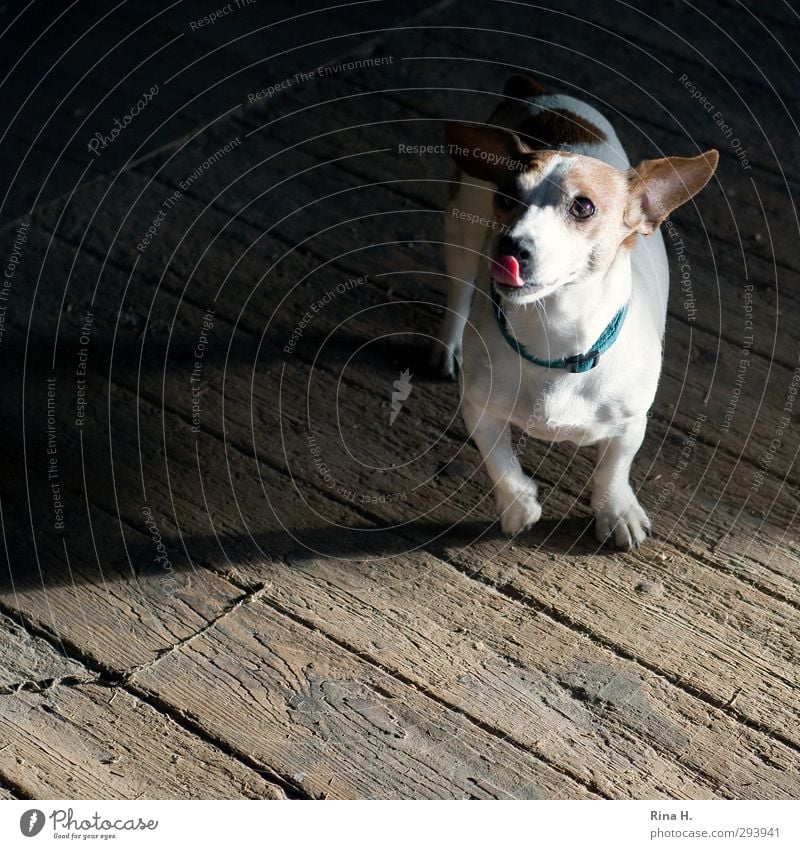 bitte noch einen Tier Hund 1 füttern authentisch Freundlichkeit Freude Glück Wunsch betteln brav gehorsam Terrier Jack-Russell-Terrier Halsband Holzfußboden