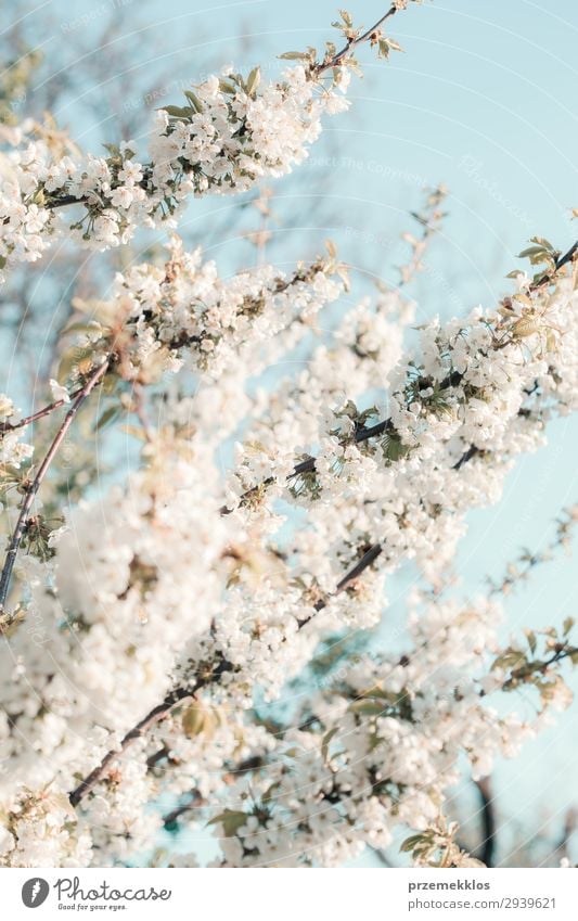 Zweige mit weißen Kirschblüten im Obstgarten im Frühjahr Sommer Garten Umwelt Natur Pflanze Baum Blume Blatt Blüte Park frisch hell natürlich grün Farbe