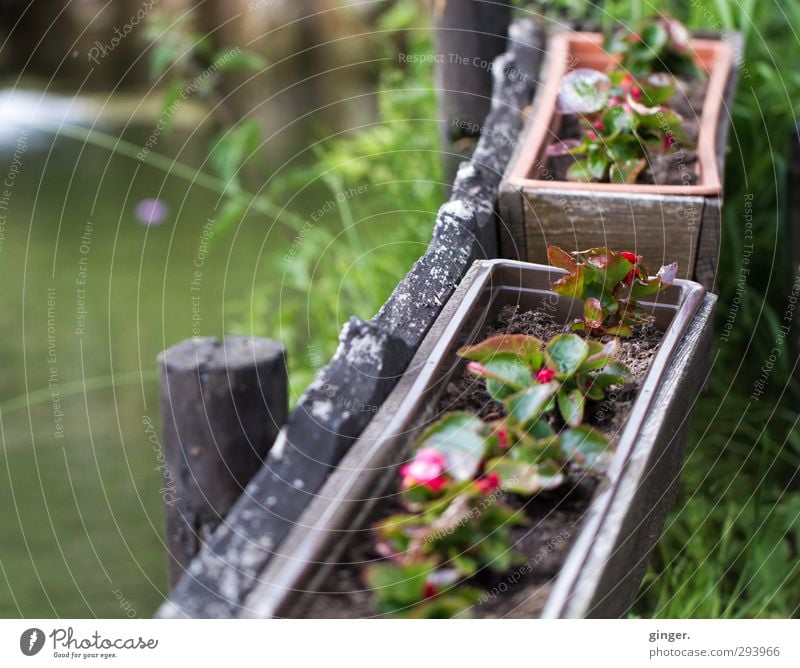 Blümchen im Kasten am Teich Umwelt Natur Pflanze Wasser Frühling Wetter Blume Topfpflanze braun grün rot Blumenkasten klein Jungpflanze Gras Wachstum