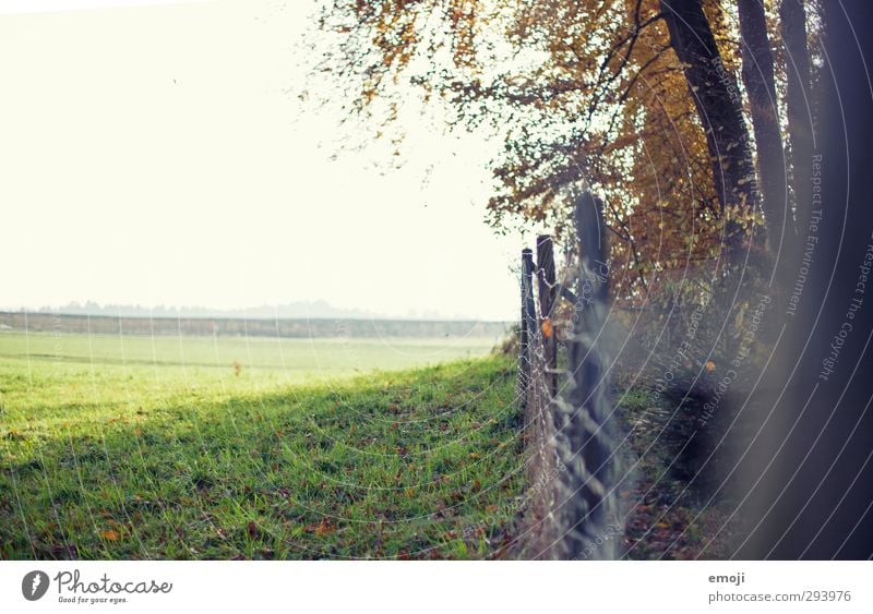 da vorn! Umwelt Natur Landschaft Frühling Sommer Schönes Wetter Feld natürlich grün Zaun Farbfoto Außenaufnahme Menschenleer Textfreiraum links Tag