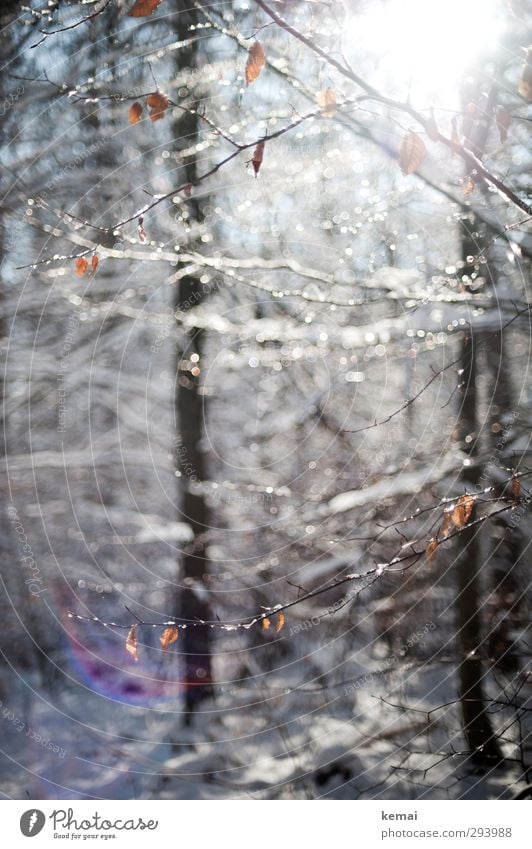 Die Tage werden anders sein Umwelt Natur Landschaft Pflanze Wassertropfen Sonnenlicht Winter Schönes Wetter Eis Frost Schnee Baum Sträucher Blatt Ast Zweig Wald