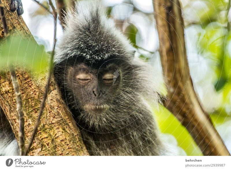 montagsmunter! Ferien & Urlaub & Reisen Tourismus Ausflug Abenteuer Ferne Freiheit Urwald Wildtier Tiergesicht Fell Affen haubenlanguren schlafen