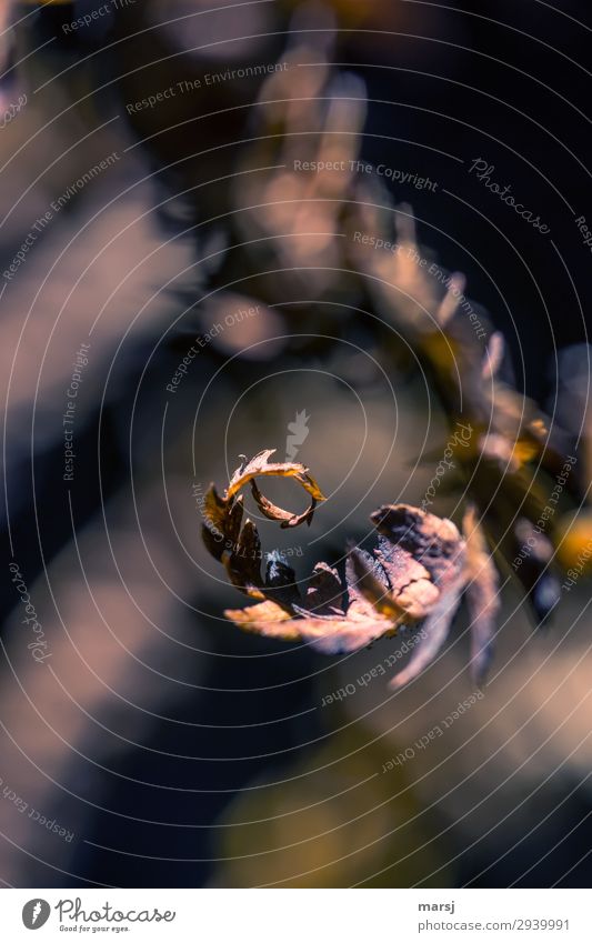 Herbstkringel Natur Pflanze Farn Wildpflanze Spirale alt natürlich braun träumen Müdigkeit Ende Farbfoto Gedeckte Farben Außenaufnahme Nahaufnahme