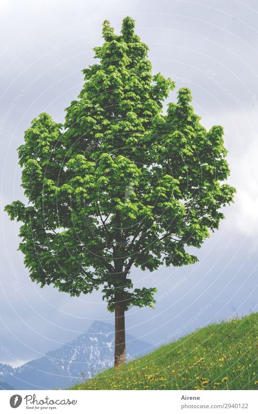 herausragend | der Einsame Landschaft Baum Ahorn Alpen Berge u. Gebirge Bergwiese frisch hoch natürlich positiv dünn grün Einsamkeit einzigartig Erfolg Natur