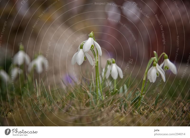 es wird zeit... Umwelt Natur Pflanze Frühling Blume Gras Schneeglöckchen Garten Wiese natürlich schön Frühlingsgefühle Vorfreude Farbfoto Außenaufnahme