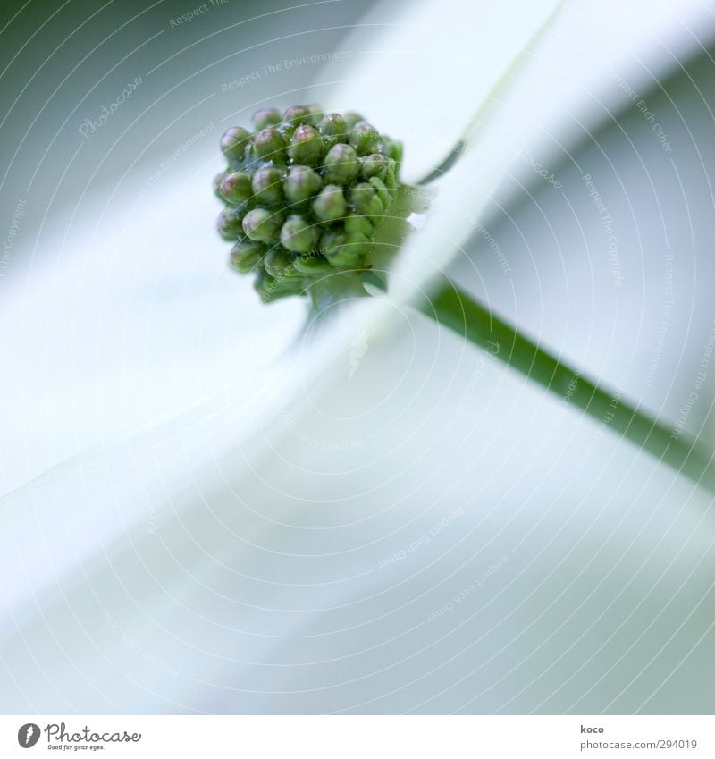 tanz in den frühling! Umwelt Natur Pflanze Frühling Sommer Blume Blüte Blühend Tanzen Wachstum ästhetisch einfach elegant Freundlichkeit frisch einzigartig