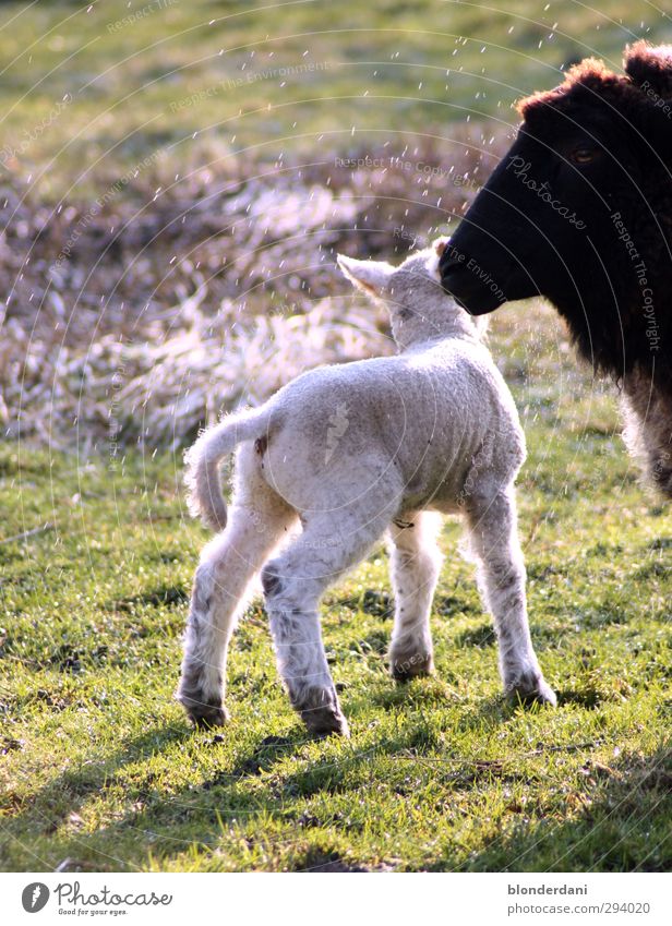 kurz vor der Schlachbank Fleisch Natur Wassertropfen Frühling Pflanze Nutztier 2 Tier Tierfamilie füttern dick natürlich sportlich grün Lamm Schaf