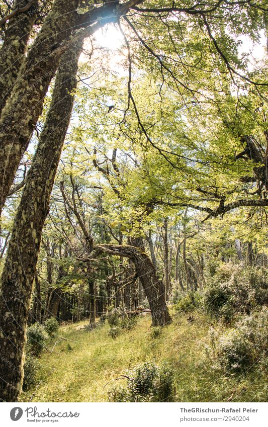 Wald Natur gelb grün Baum Wiese Sonnenstrahlen Schatten Licht schattenspender Farbfoto Außenaufnahme Menschenleer Textfreiraum unten Tag Starke Tiefenschärfe