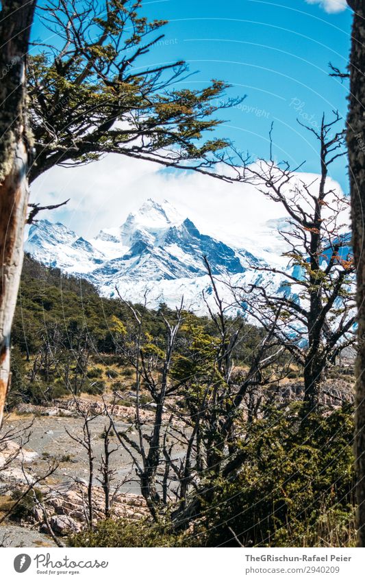 Berge Natur blau braun grün weiß Berge u. Gebirge Baum Wald Gletscher Strand wandern Aussicht Schönes Wetter Argentinien Patagonien Farbfoto Außenaufnahme