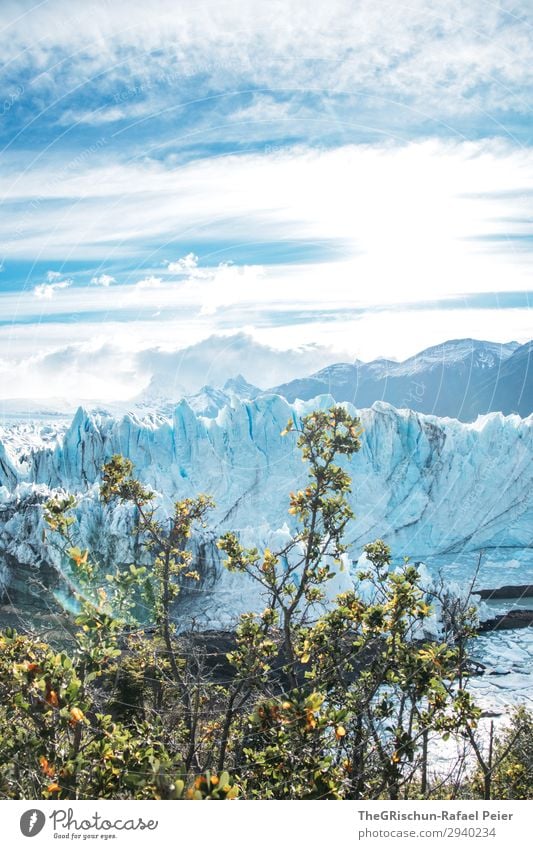 Perito Moreno Gletscher Natur Landschaft blau türkis weiß Argentinien Baum Sträucher Eisberg Wolken Stimmung Wasser Tourismus Patagonien Farbfoto Außenaufnahme