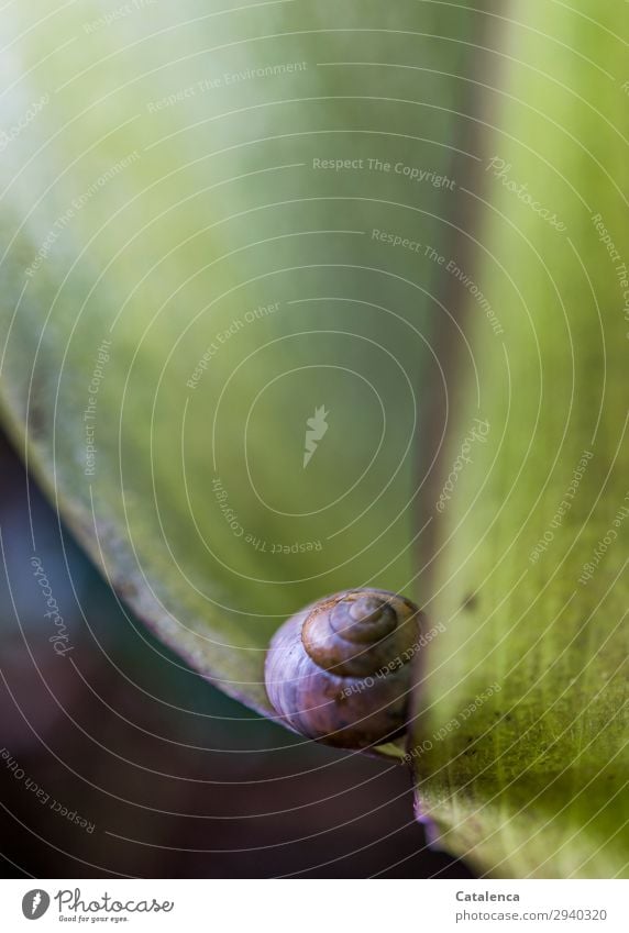 Auf der Kante eines Aronstabblattes Natur Pflanze Tier Frühling Blatt Blüte Garten Wald Schnecke 1 Blühend schön klein braun grün violett Stimmung achtsam