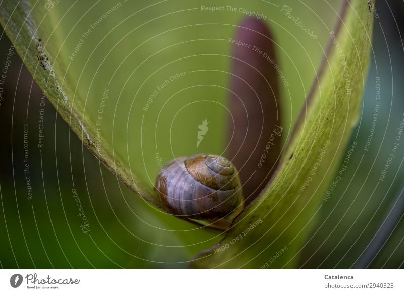 Schnecke und Blüte des Aronstabs Natur Pflanze Tier Wassertropfen Frühling Blatt Garten Wiese Wald 1 Schneckenhaus Blühend liegen schön nass blau braun grün