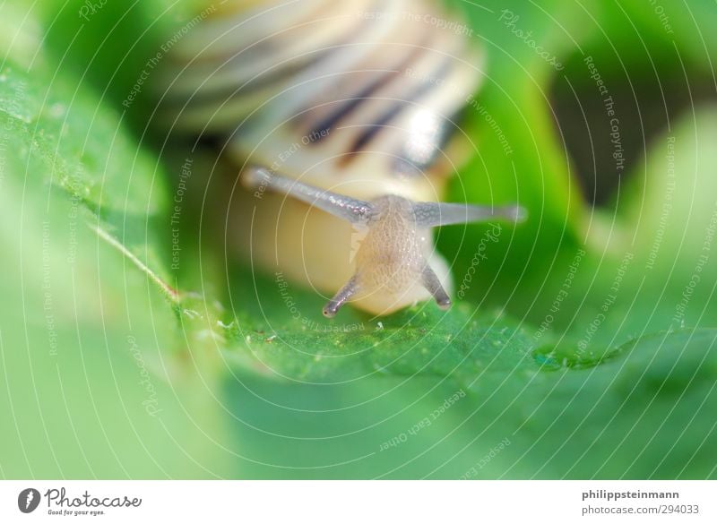 Mach ma schön langsam! Natur Tier Blatt Schnecke 1 rennen Blick braun grün kriechen Außenaufnahme Makroaufnahme Textfreiraum unten Tag Schwache Tiefenschärfe