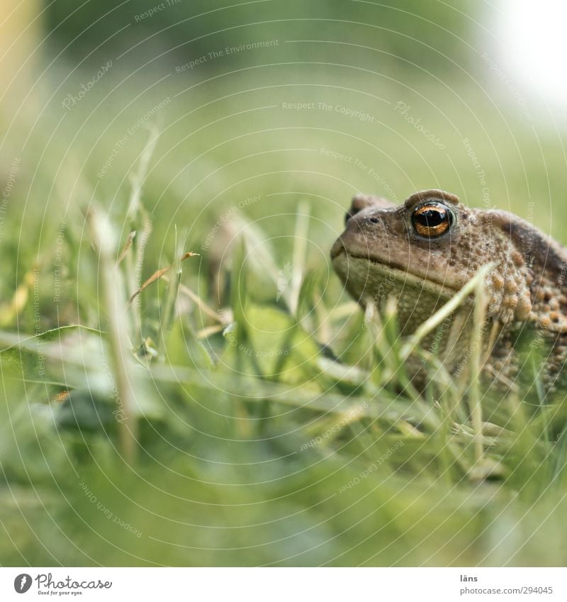 wer quakt da Kröte Gras Wiese Grün Natur Frosch