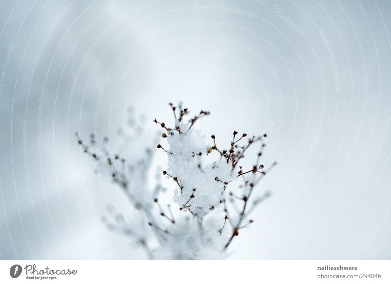 Winter Umwelt Natur Pflanze Schnee Sträucher Wildpflanze frieren verblüht frisch kalt nah natürlich positiv schön wild blau grau Stimmung Frieden