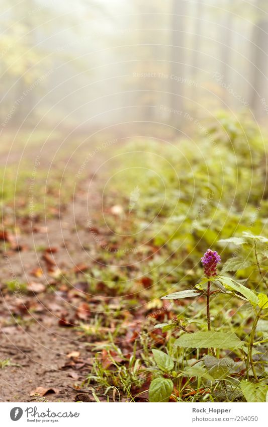 Blume am Wegrand Erholung ruhig Tourismus Ausflug wandern Umwelt Natur Landschaft Pflanze Erde Herbst Nebel Baum Gras Wald Berge u. Gebirge Mittelgebirge Fußweg