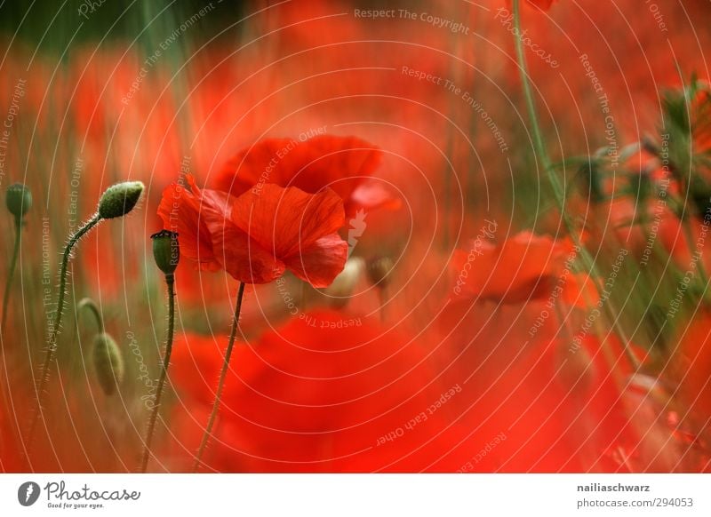 Sommerhauch Natur Pflanze Frühling Blume Sträucher Blüte Nutzpflanze Wildpflanze Mohn Garten Park Wiese Feld Blühend Duft leuchten Wachstum Fröhlichkeit