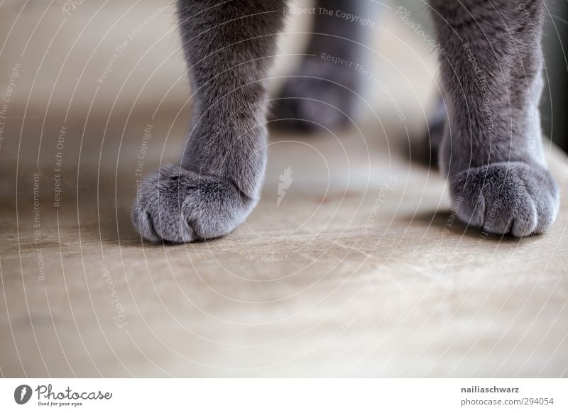 Samtpfote Tier Haustier Katze 1 stehen elegant schön kuschlig niedlich blau grau Fröhlichkeit Warmherzigkeit Tierliebe Gelassenheit Zufriedenheit Erholung