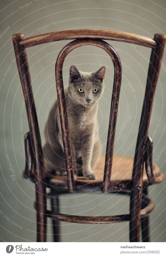 Bony Tier Haustier Katze Tiergesicht russisch blau 1 Möbel Kot antik Holz beobachten entdecken Blick sitzen elegant Freundlichkeit Fröhlichkeit kuschlig lustig