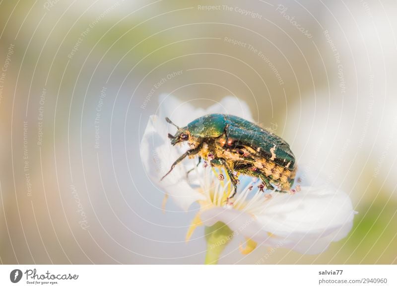 Rosenkäfer Umwelt Natur Frühling Sommer Blüte Garten Tier Wildtier Käfer Insekt 1 genießen krabbeln glänzend Pollen Duft bestäuben Farbfoto Außenaufnahme