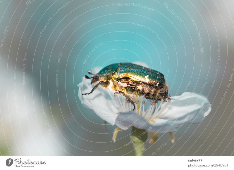 glänzend Umwelt Natur Frühling Pflanze Blüte Garten Tier Käfer Rosenkäfer 1 krabbeln Birnenblüten hell-blau grau weiß Pollen bestäuben Farbfoto Außenaufnahme