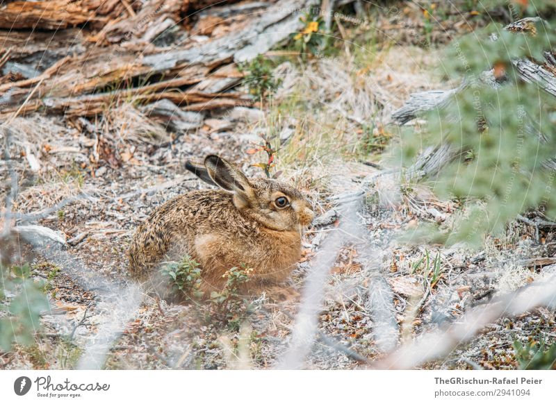 Hase Tier 1 braun grün Hase & Kaninchen Außenaufnahme sitzen hören bereit hüpfen Ohr Fell niedlich Sträucher Holz Farbfoto Menschenleer Textfreiraum unten Tag