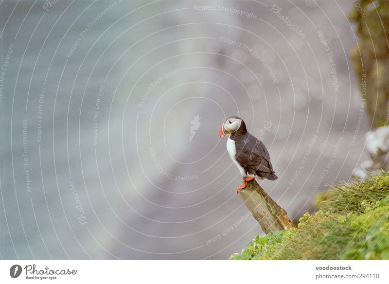 Isländischer Papageientaucher Freiheit Umwelt Sommer Gras Küste Vogel Papageitaucher 1 Tier Stein grün schwarz weiß Island Grimsey Grímsey isländisch