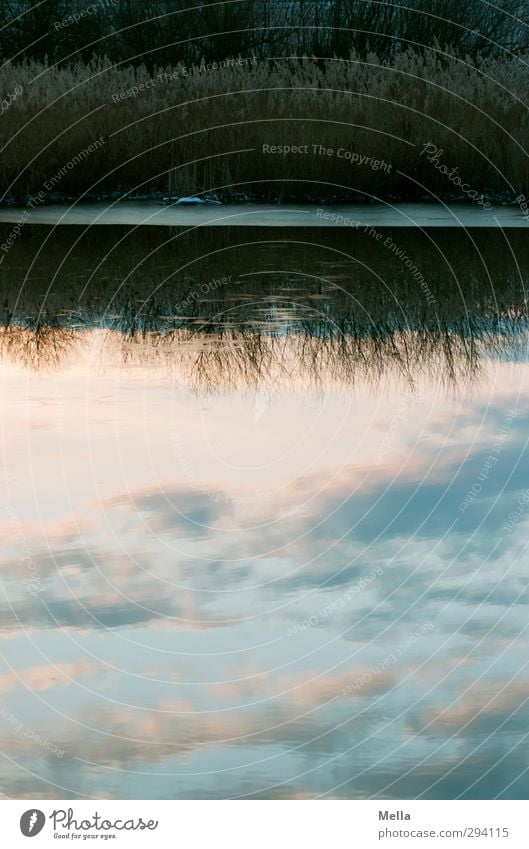 Downunder Umwelt Natur Landschaft Wasser Himmel Wolken Gras Seeufer Teich natürlich Sehnsucht ruhig träumen Irritation kopfvoran auf dem Kopf verkehrt Farbfoto