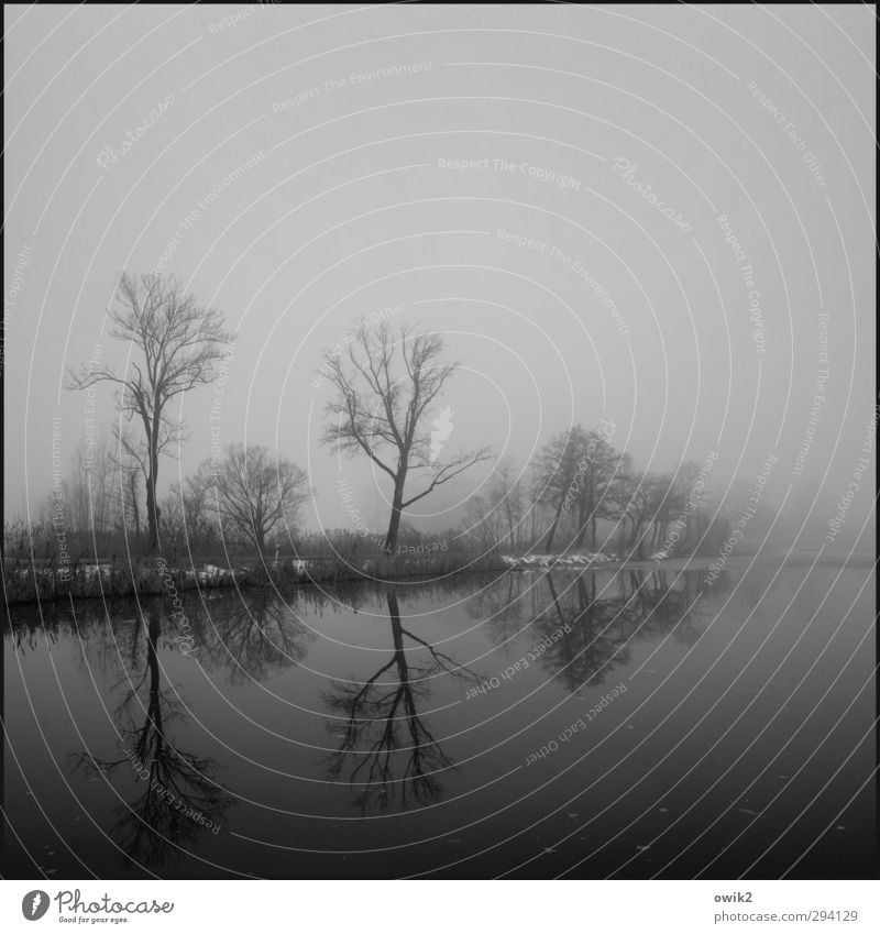 Passionszeit Umwelt Natur Landschaft Pflanze Horizont Winter Schönes Wetter Nebel Baum Sträucher Seeufer dunkel trist Traurigkeit Trauer Einsamkeit Ewigkeit