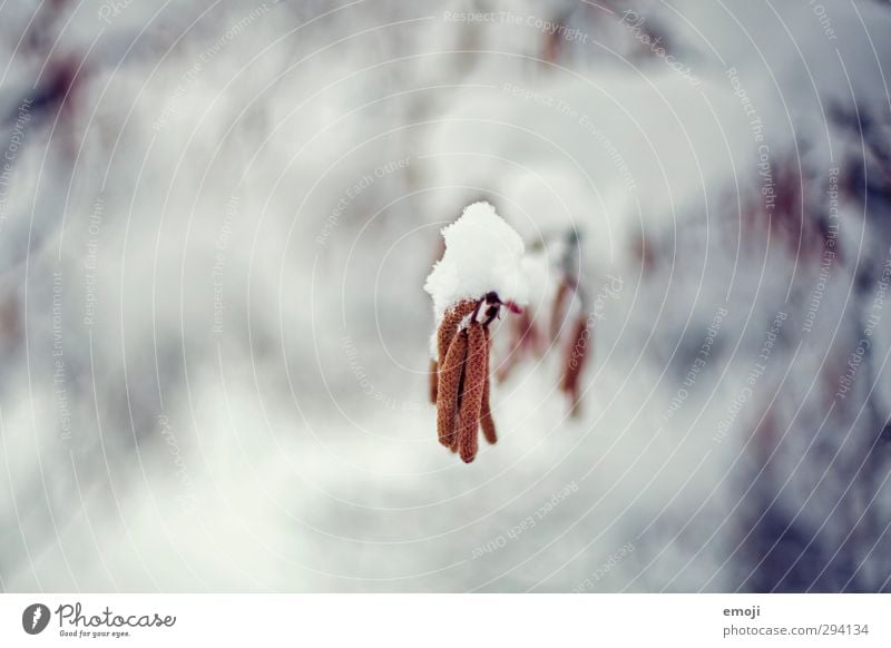 hazel Umwelt Natur Schnee Pflanze Baum Sträucher kalt natürlich Haselnussblatt Farbfoto Außenaufnahme Nahaufnahme Detailaufnahme Makroaufnahme Menschenleer Tag