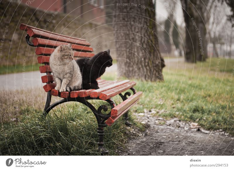 Black and orange stray cat sittin' on a bench - Vol.2 Park Burano Italien Tier Haustier Katze Parkbank beobachten hocken Blick sitzen kuschlig wild Herumtreiben