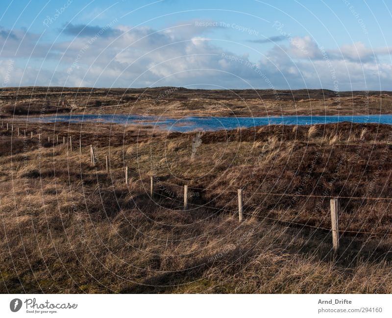 Nord-Holland Ferien & Urlaub & Reisen Tourismus Ausflug Strand Winter Natur Landschaft Pflanze Himmel Wolken Gras Sträucher Dünengras Küste blau braun