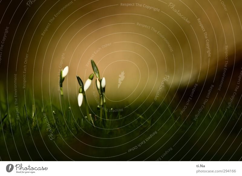 Glöckchen so weiß wie Schnee Gartenarbeit Natur Frühling Winter Schönes Wetter Pflanze Blume Gras Schneeglöckchen Wiese Blühend Duft hängen verblüht Wachstum