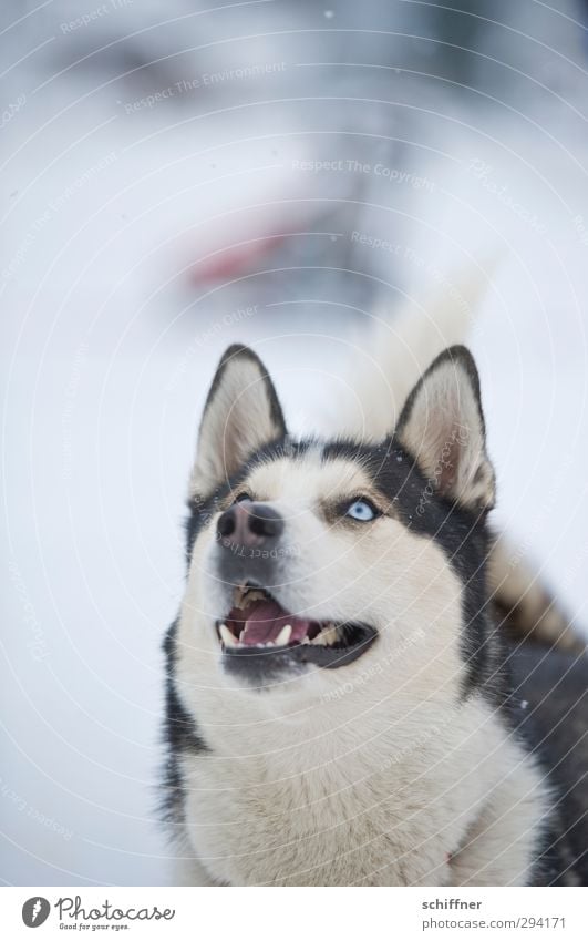 WO ist das Leckerchen? Tier Haustier Hund Tiergesicht 1 füttern Blick Freude Wachsamkeit fixieren Ohr Schnauze Maul Gebiss Blick nach oben Erwartung