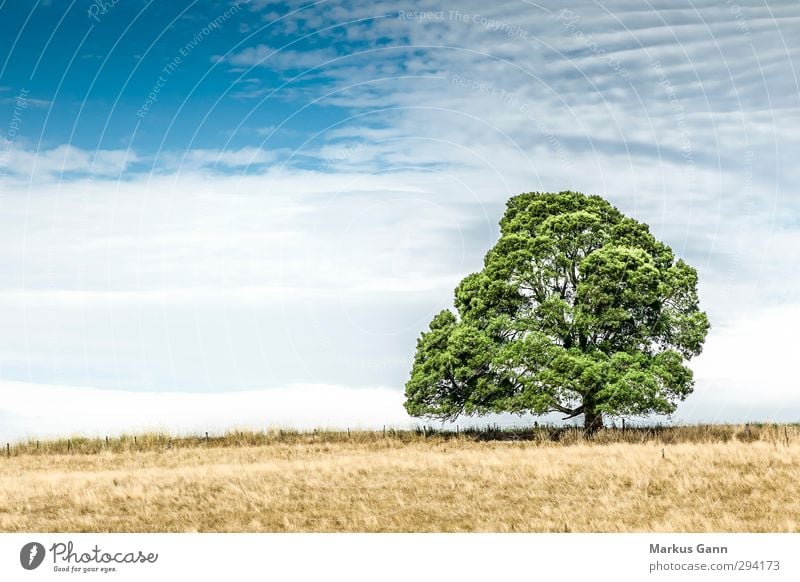 Baum auf der Wiese Ferien & Urlaub & Reisen Sommer Natur Landschaft Feld blau braun gelb grün ruhig Romantik Dürre trocken Wolken groß stark alt Einsamkeit