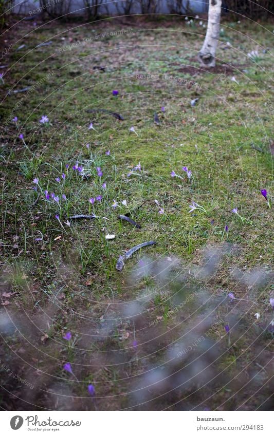 verstehe wer will. ich nicht. Freizeit & Hobby Häusliches Leben Wohnung Garten Natur Pflanze Frühling Baum Blume Gras Sträucher Blüte Hecke Krokusse Wiese Park