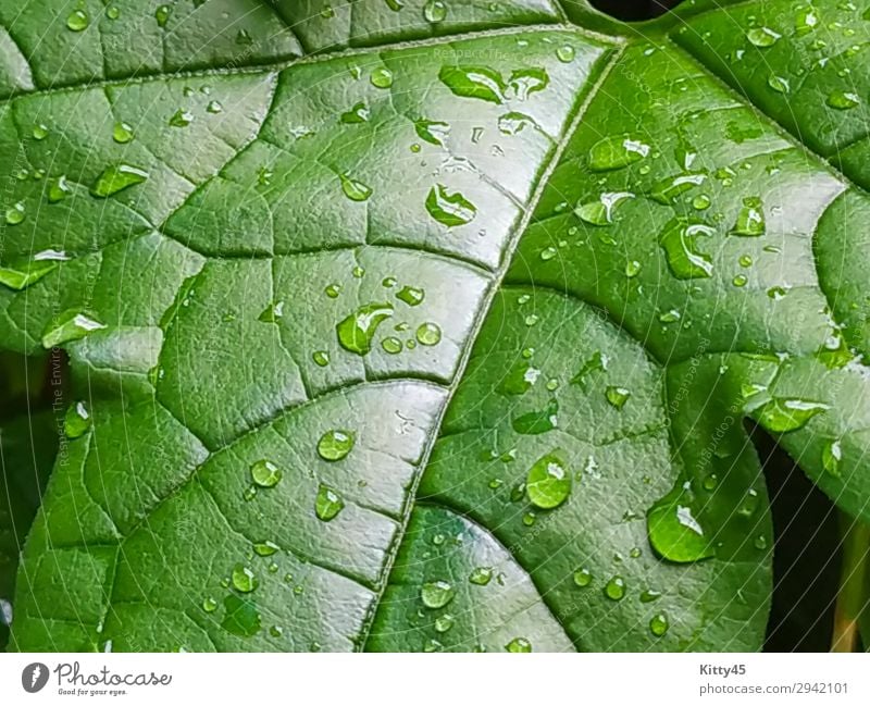 Blätter der Baby-Jackfrucht Frucht schön Garten Gartenarbeit Natur Landschaft Pflanze Wassertropfen Frühling Sommer Herbst Regen Baum Blatt Wald Urwald Tropfen