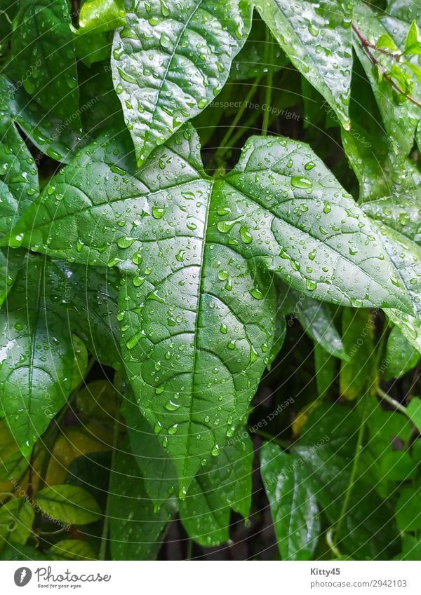 Blätter der Baby-Jackfrucht Frucht Saft schön Garten Natur Landschaft Pflanze Frühling Sommer Herbst Regen Baum Blatt Wald Urwald Tropfen Wachstum frisch hell