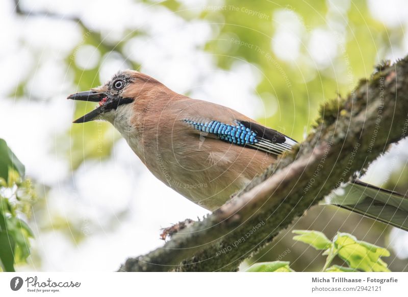 Fressender Eichelhäher Natur Tier Himmel Sonnenlicht Schönes Wetter Baum Blatt Zweige u. Äste Wildtier Vogel Tiergesicht Flügel Feder gefiedert Schnabel Auge 1