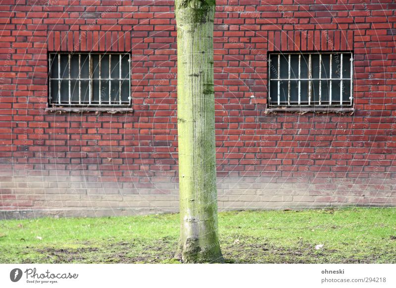 *800* B-| Baum Baumstamm Wiese Gebäude Justizvollzugsanstalt Mauer Wand Fassade Fenster Gitter Blick grün rot Farbfoto Außenaufnahme abstrakt Muster