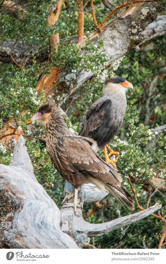 Cara Cara - Falken Tier 2 ästhetisch cara cara Baum Tarnung Krallen Metallfeder Orange braun Feder warten beobachten Greifvogel Farbfoto Außenaufnahme