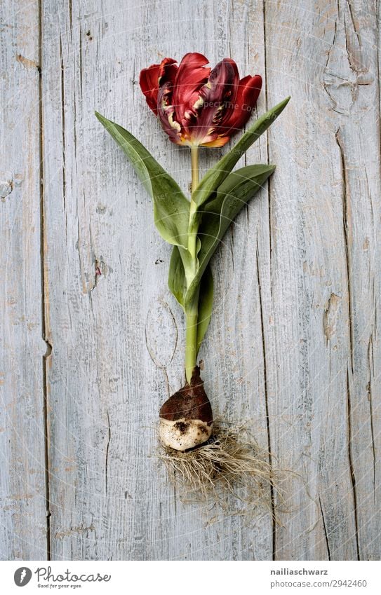 Tulpe Snowboard Umwelt Natur Pflanze Frühling Blume Nutzpflanze Zwiebel Holz Blühend Duft Wachstum natürlich schön grau grün rot friedlich Farbe