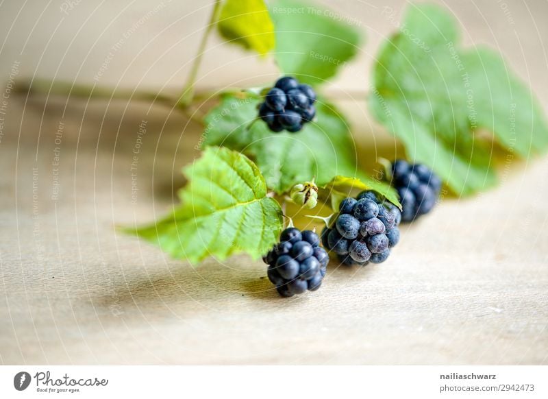 Brombeeren Lebensmittel Frucht Ernährung Bioprodukte Vegetarische Ernährung Umwelt Natur Sommer Pflanze Nutzpflanze Duft frisch Gesundheit natürlich blau grün