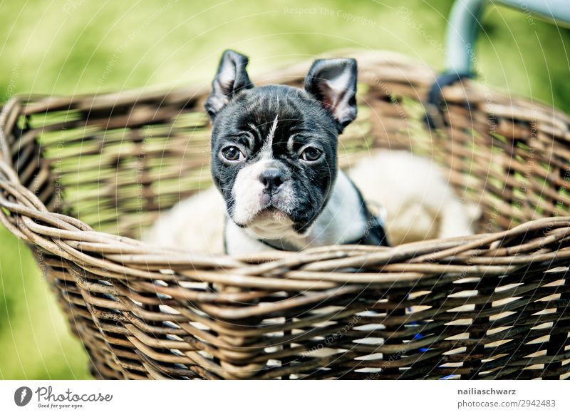 Boston Terrier Welpe unterwegs Lifestyle Ferien & Urlaub & Reisen Tourismus Ausflug Umwelt Natur Frühling Sommer Schönes Wetter Fahrrad Tier Haustier Hund 1