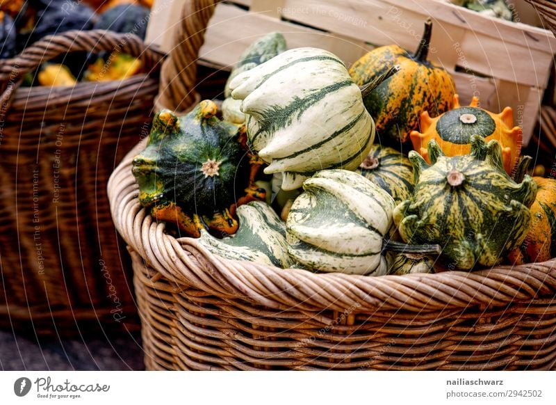 Zierkürbisse im Korb Lebensmittel Gemüse Kürbis Ernährung Essen Bioprodukte Vegetarische Ernährung Lifestyle kaufen Gesundheit Oktoberfest Erntedankfest