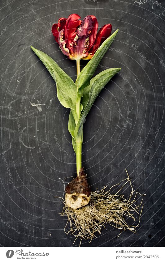 Tulpe Snowboard Umwelt Pflanze Blume Nutzpflanze Topfpflanze Duft frisch nah natürlich schön grün rot schwarz Frühlingsgefühle Reinheit Farbe Idylle Farbfoto