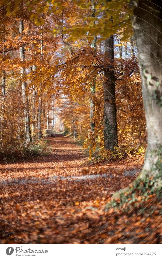 Schnee: weg Umwelt Natur Herbst Schönes Wetter Baum Wald natürlich orange Blatt Laubbaum Laubwald Farbfoto Außenaufnahme Menschenleer Tag Schwache Tiefenschärfe