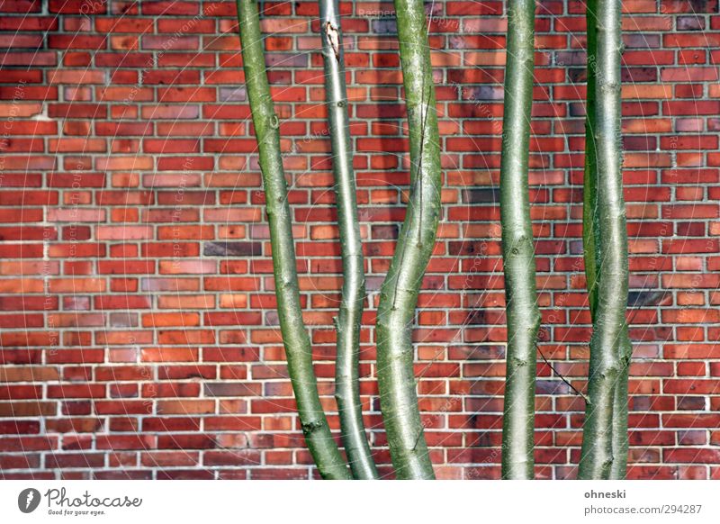 Fünf Freunde Baumstamm Bauwerk Gebäude Mauer Wand Fassade Stein Backstein grün rot Schutz Kraft Umwelt Stadt Wachstum Zusammenhalt Kontrast Farbfoto mehrfarbig