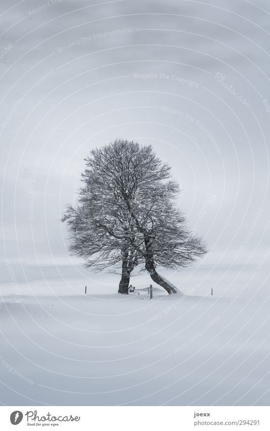 Stütze Natur Himmel Wolken Horizont Winter schlechtes Wetter Eis Frost Schnee Baum Hügel Berge u. Gebirge Schauinsland dunkel kalt grau schwarz ästhetisch Kraft