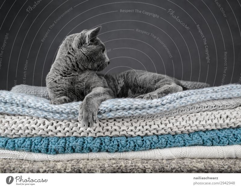 Russisch blau Katze elegant Erholung Tier Haustier Russisch Blau Katze britisch Kurzhaar Katze 1 Decke Strickdecke beobachten hocken liegen träumen frech